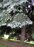 Picea pungens форма glauca. Нижняя часть дерева. Москва, территория Кремля, Тайницкий сад. 15.06.2012.