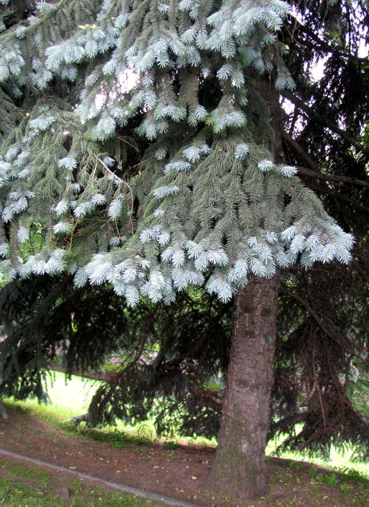 Image of Picea pungens f. glauca specimen.