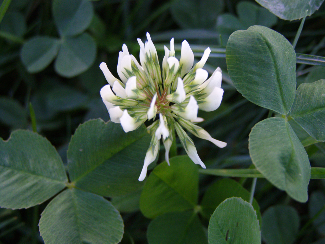 Изображение особи Trifolium repens.