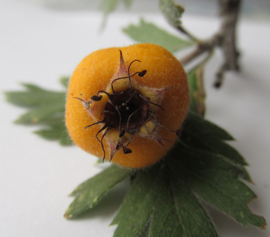 Image of Crataegus orientalis specimen.