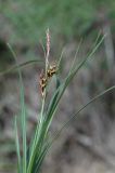 Carex turkestanica