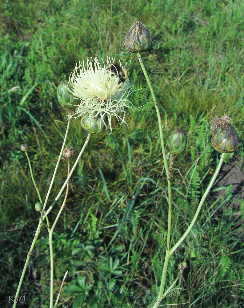 Image of Rhaponticoides ruthenica specimen.