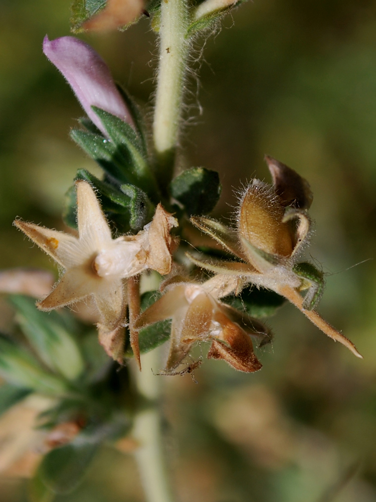 Image of Ononis arvensis ssp. spinescens specimen.