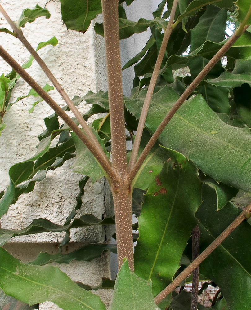 Image of Macadamia tetraphylla specimen.
