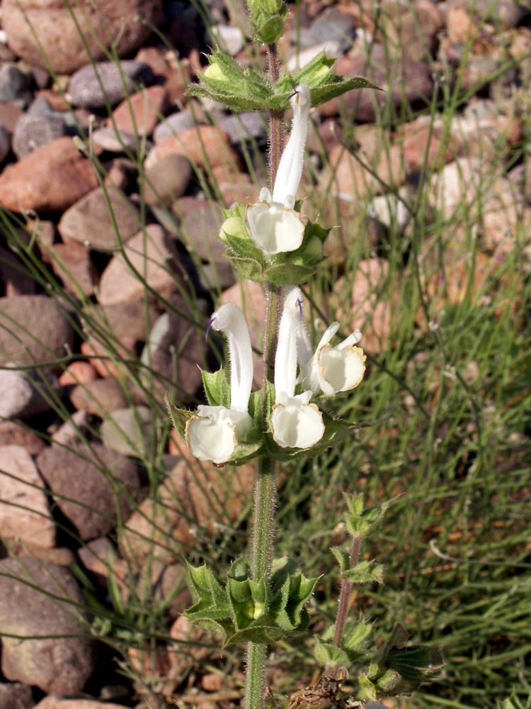 Image of Salvia sclarea specimen.