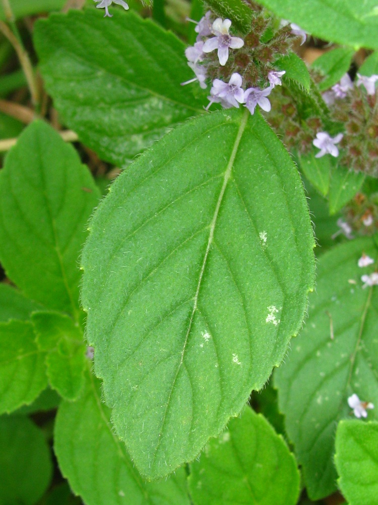 Image of Mentha arvensis specimen.