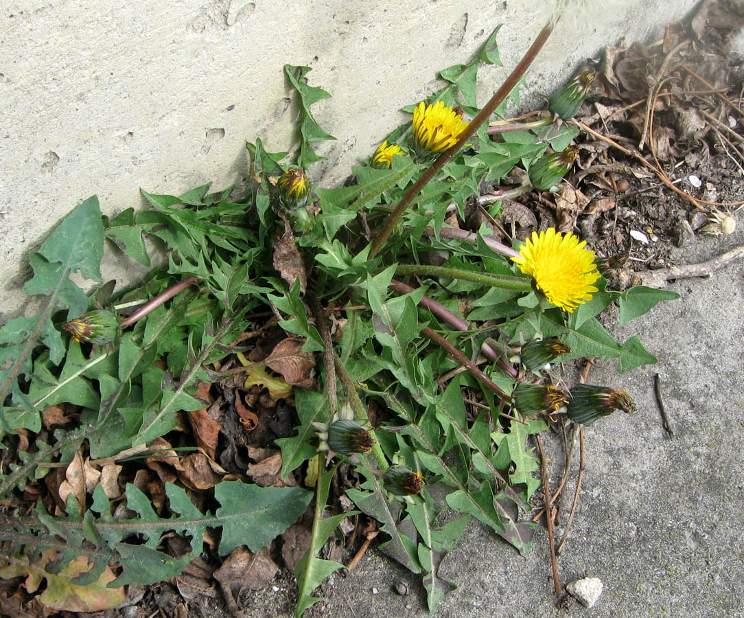 Image of genus Taraxacum specimen.