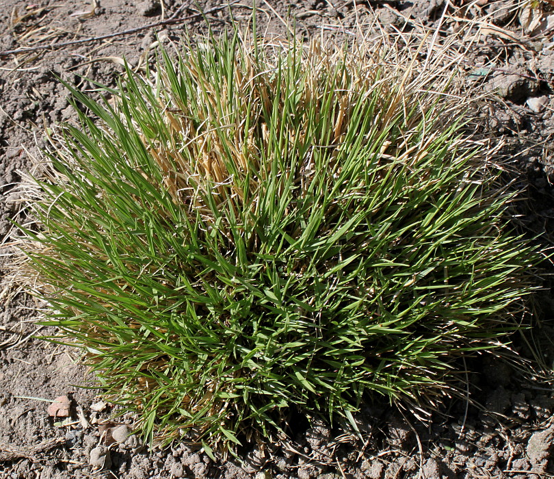 Image of Sporobolus heterolepis specimen.