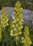 Linaria peloponnesiaca