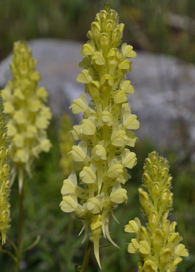 Image of Linaria peloponnesiaca specimen.