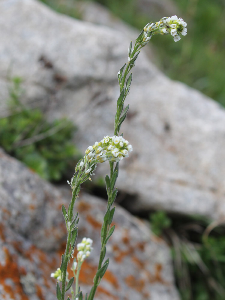 Image of Draba stylaris specimen.