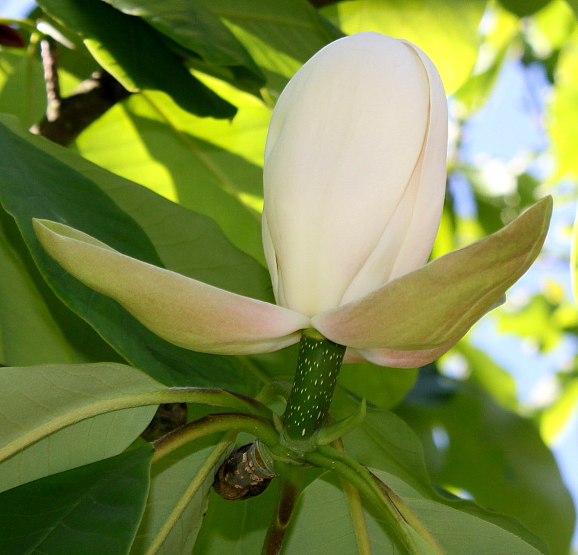 Image of Magnolia hypoleuca specimen.