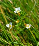 Gratiola officinalis