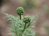 Adonis turkestanica