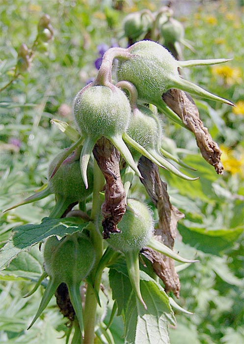 Image of Campanula latifolia specimen.