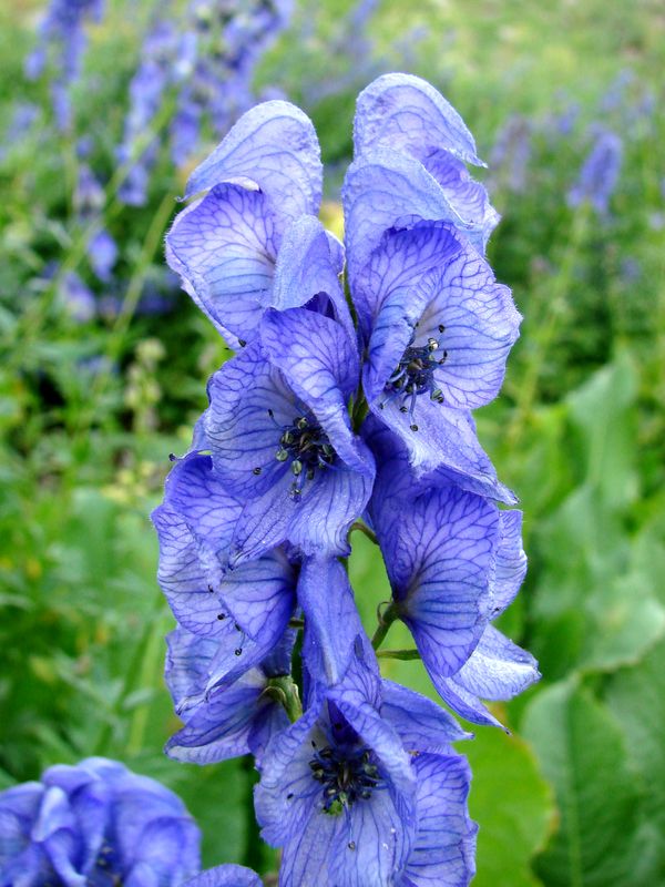 Image of Aconitum talassicum specimen.