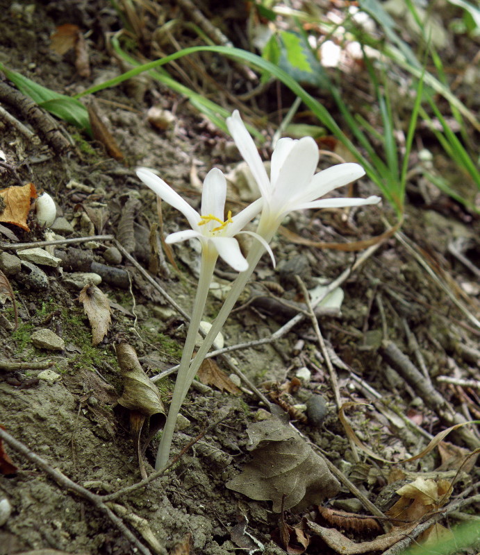 Image of Colchicum umbrosum specimen.