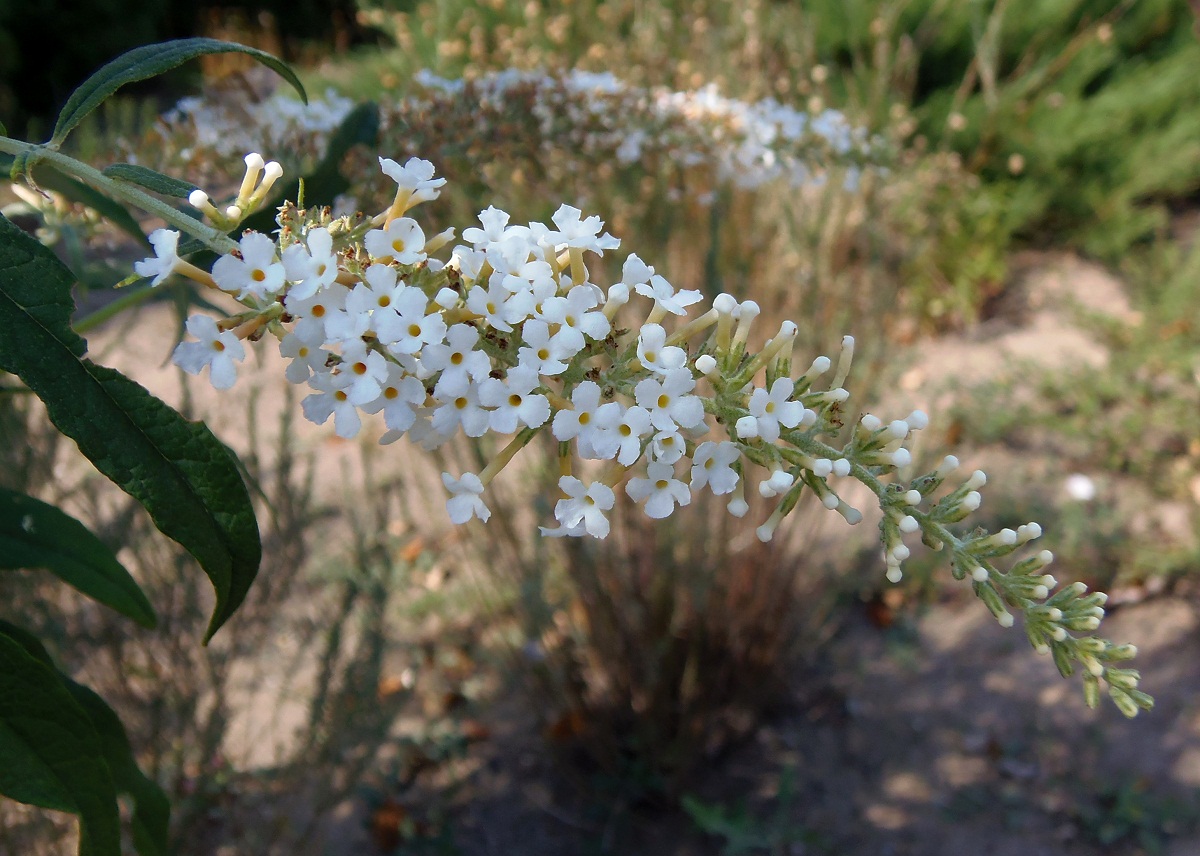 Image of Buddleja davidii specimen.