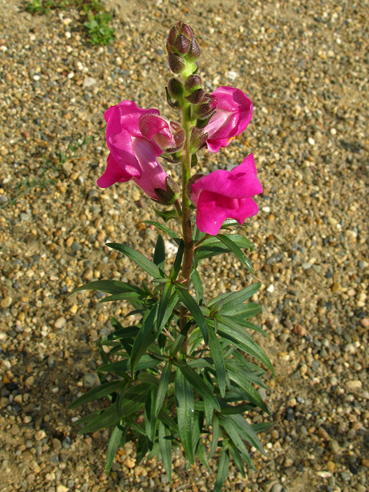 Изображение особи Antirrhinum majus.