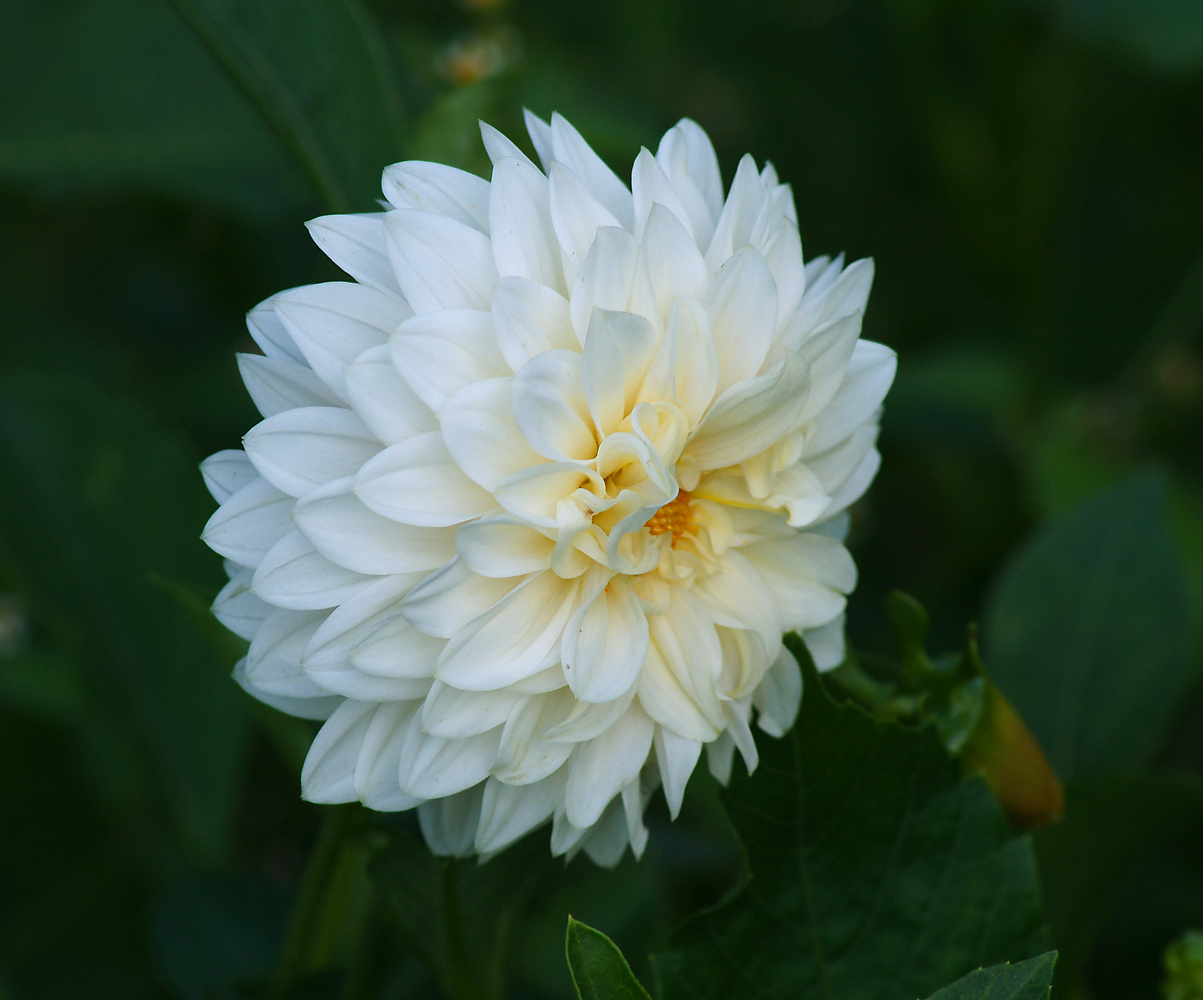 Image of Dahlia &times; cultorum specimen.