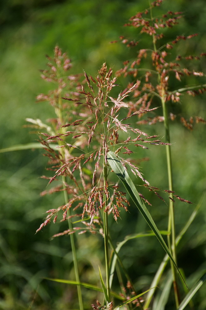 Изображение особи род Sorghum.