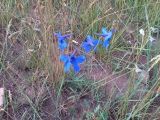 View full-size image Delphinium grandiflorum