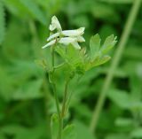 Corydalis capnoides