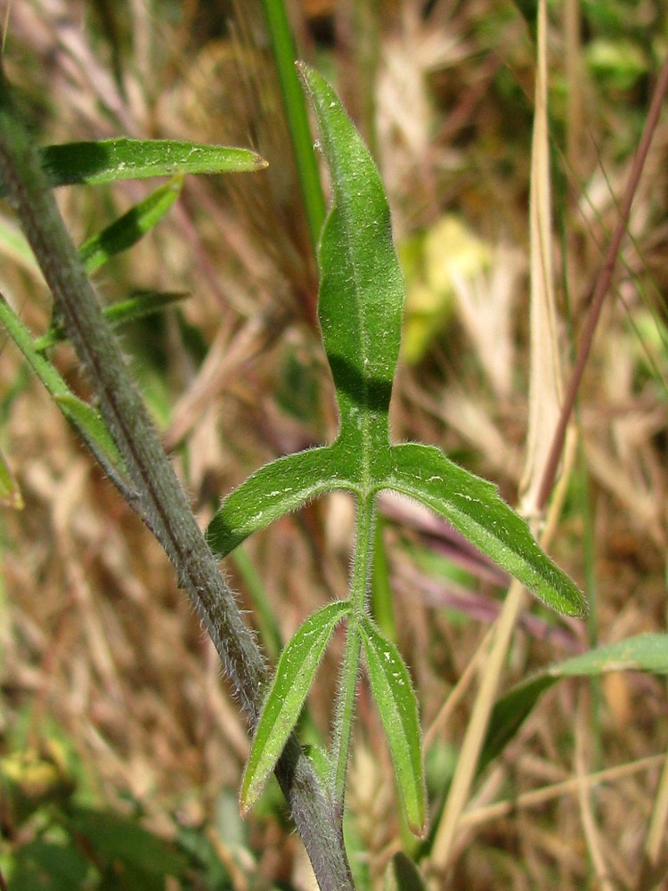 Image of Sisymbrium orientale specimen.