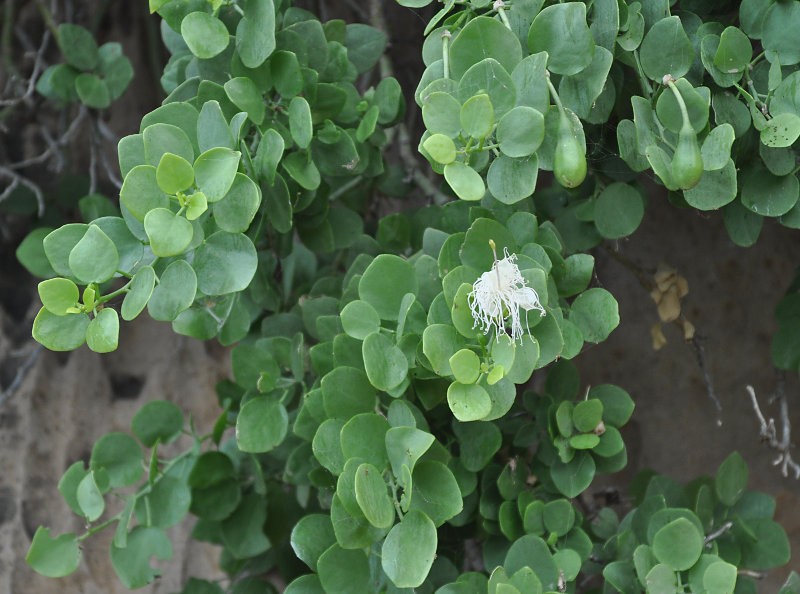 Изображение особи Capparis cartilaginea.