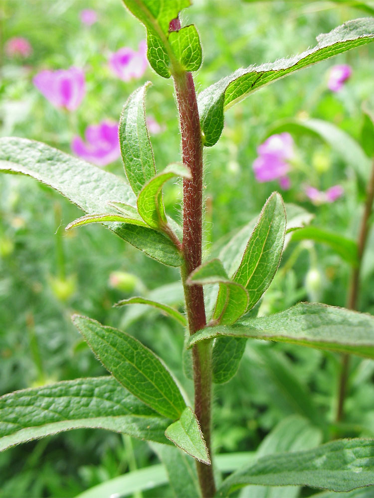 Image of Inula hirta specimen.