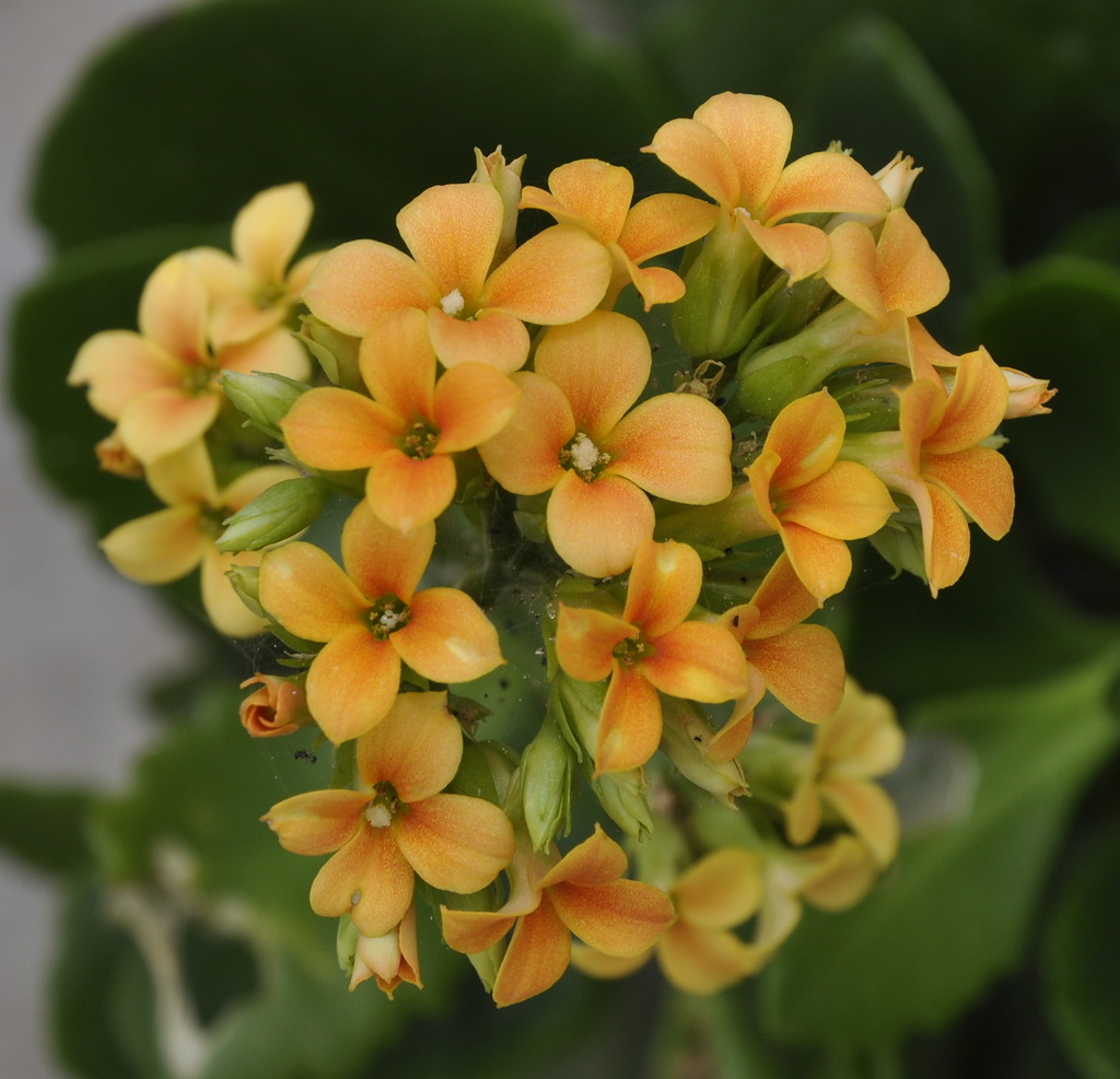 Image of Kalanchoe blossfeldiana specimen.