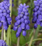 Muscari armeniacum