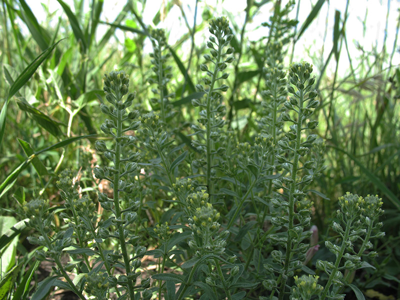 Image of Alyssum alyssoides specimen.