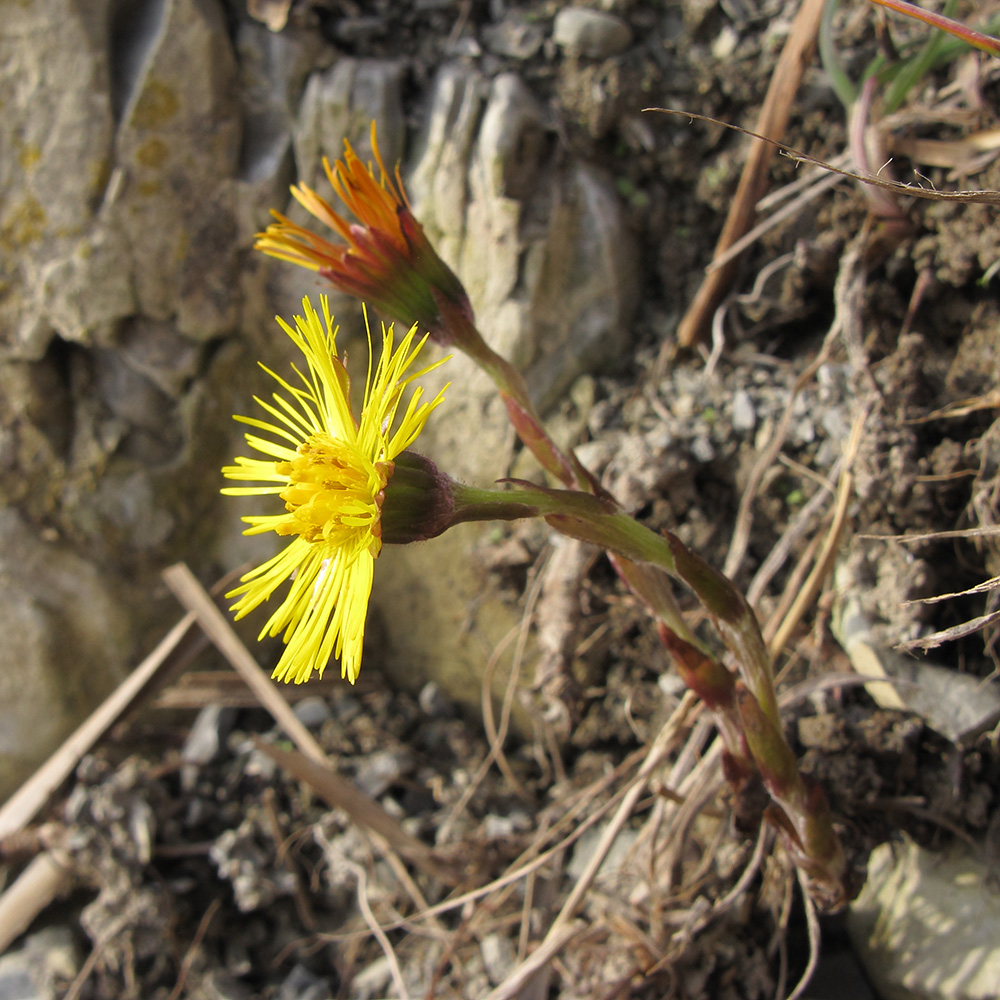 Изображение особи Tussilago farfara.