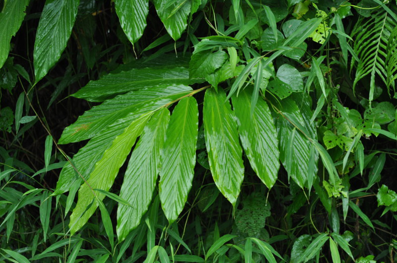 Image of Zingiber latifolium specimen.