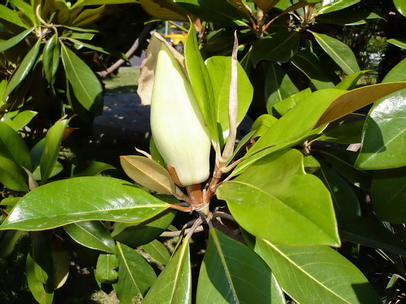 Image of Magnolia grandiflora specimen.