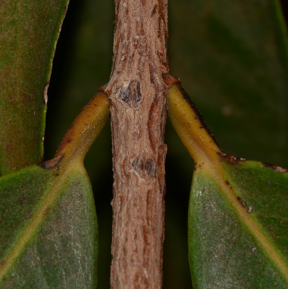 Image of Syzygium jambos specimen.