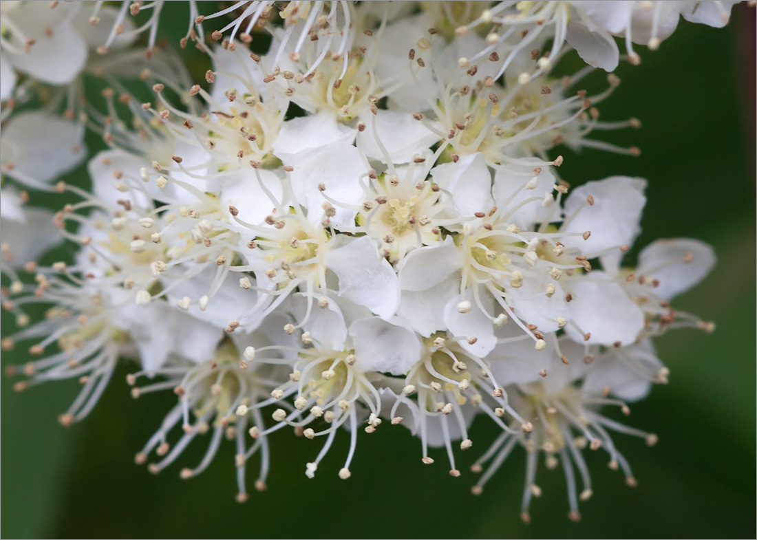 Image of Sorbus aucuparia specimen.