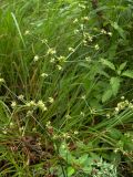 Juncus articulatus