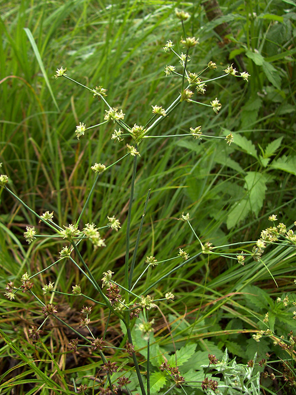 Image of Juncus articulatus specimen.