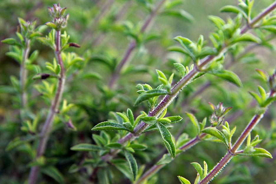 Изображение особи Thymus comptus.