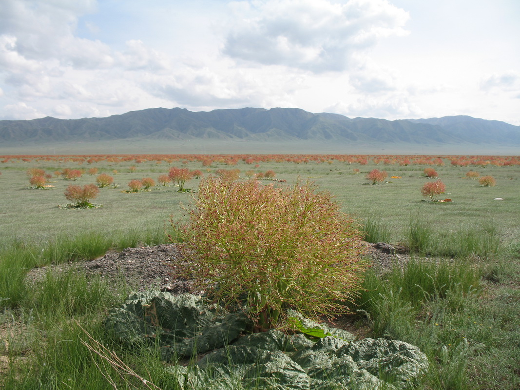 Image of Rheum tataricum specimen.