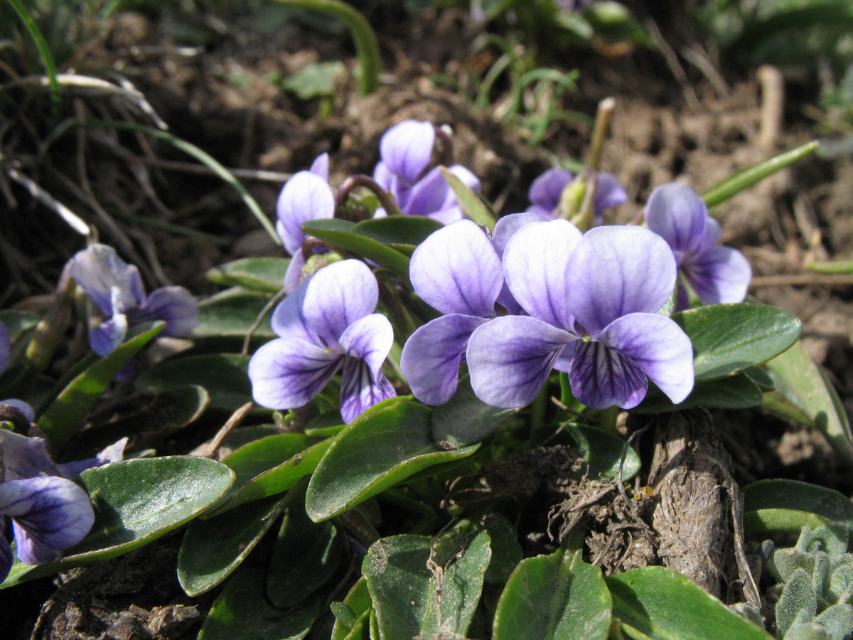 Изображение особи Viola thianschanica.