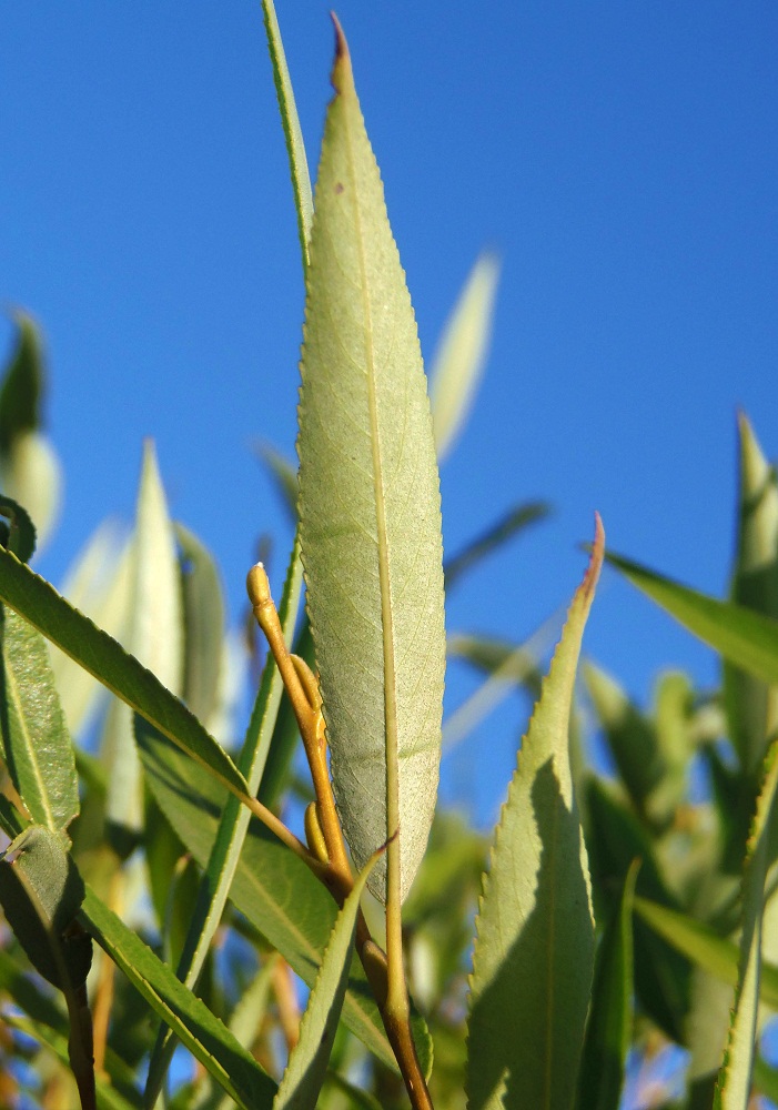 Image of Salix triandra specimen.