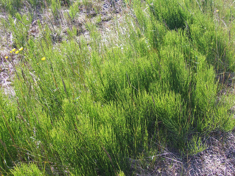 Image of Equisetum arvense specimen.