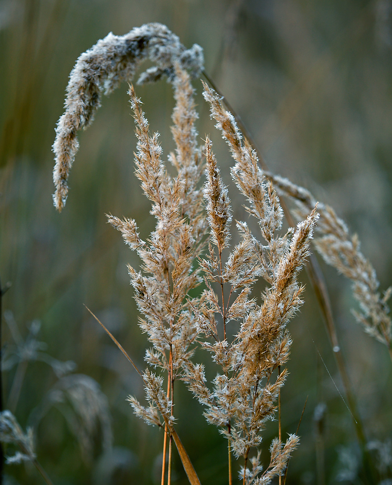 Изображение особи Calamagrostis epigeios.