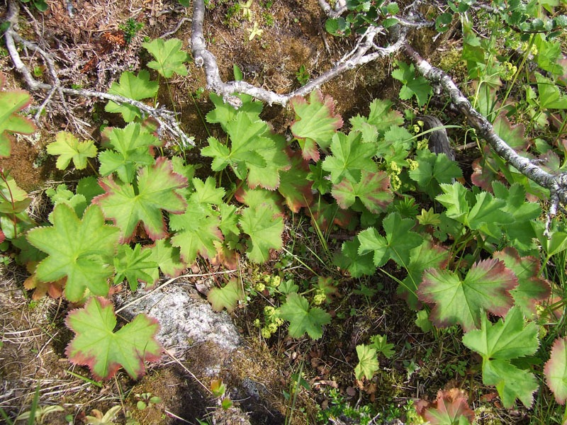 Image of Alchemilla glomerulans specimen.