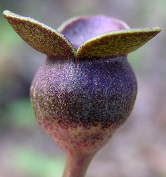 Image of Asarum sieboldii specimen.