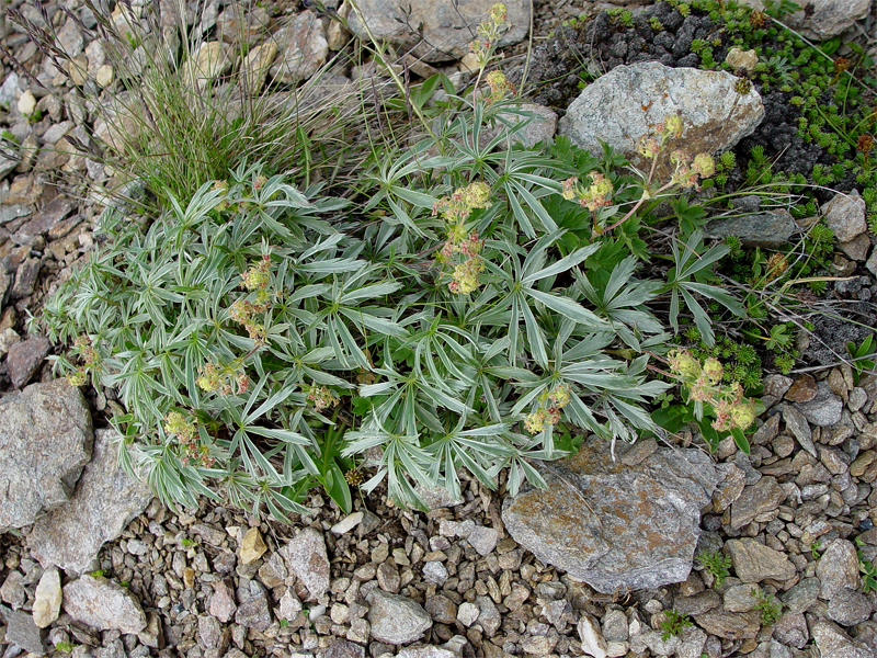 Image of Alchemilla sericea specimen.