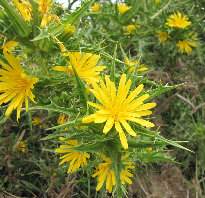 Image of Scolymus hispanicus specimen.